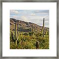 Usa, Arizona, Tucson, Saguaro National #1 Framed Print