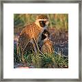 Vervet Monkey #1 Framed Print