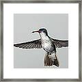 Violet-crowned Hummingbird #1 Framed Print