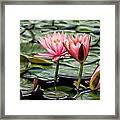 Water Lilies #2 Framed Print