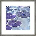 Water Lily Serenity Framed Print
