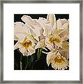 White Cattleya Orchids Framed Print