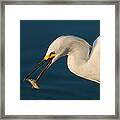 White Egret #1 Framed Print