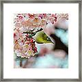 White-eye And Cherry Blossoms #1 Framed Print