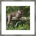 White-fronted Capuchin Puerto Framed Print