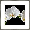White Orchid #1 Framed Print