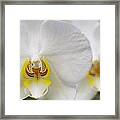 White Orchid Framed Print