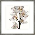 White Orchids #1 Framed Print