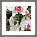 White Orchids #1 Framed Print