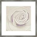 White Rose #1 Framed Print