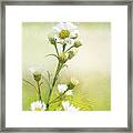 Wild Flowers #1 Framed Print