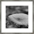Wild Mushroom #1 Framed Print