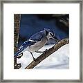 Hungry Winter Blue Jay Framed Print