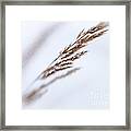 Winter Grass 1 Framed Print