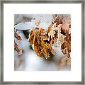 Winter Leaves #2 Framed Print
