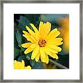 Yellow Daisy Framed Print