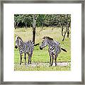Zebra At Lake Mburo National Park #1 Framed Print