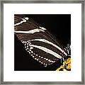 Zebra Longwing #1 Framed Print