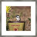 Black-capped Chickadee Poecile #12 Framed Print