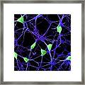 Cortical Neurons Framed Print