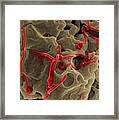 Ebola Virus, Sem #10 Framed Print