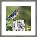 Female Eastern Bluebird #12 Framed Print