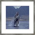 Humpback Whale Breaching Maui Hawaii #10 Framed Print