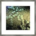 Neisseria Gonorrhoeae Bacteria #10 Framed Print