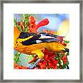 Spot-breasted Oriole #10 Framed Print