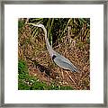11- Great Blue Heron Framed Print