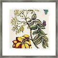 Insects Of Surinam Framed Print