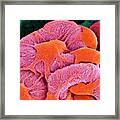 Kidney Glomerulus #11 Framed Print