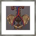 The Renal System #11 Framed Print