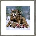 Timber Wolf #11 Framed Print