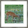 White-tailed Buck #116 Framed Print