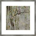 Barred Owl #12 Framed Print