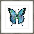 12 Blue Emperor Butterfly Framed Print
