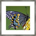 Eastern Black Swallowtail Butterfly #13 Framed Print
