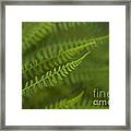 Forest Setting With Close-ups Of Ferns #12 Framed Print