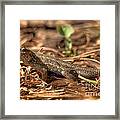 Lizard #12 Framed Print