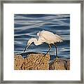 12- Snowy Egret Framed Print