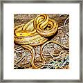 Yellow Rat Snake #12 Framed Print
