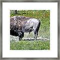 Yellowstone National Park Wyoming #12 Framed Print
