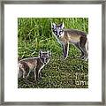 120223p084 Framed Print