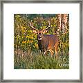 White-tailed Buck #129 Framed Print
