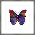13 Narcissus Butterfly Framed Print