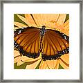 Soldier Butterfly Danaus Eresimus #13 Framed Print