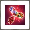 Immunoglobulin G Antibody Molecule #14 Framed Print