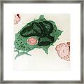 Phagocytosis #14 Framed Print