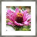 Zinnia From The Whirlygig Mix #13 Framed Print